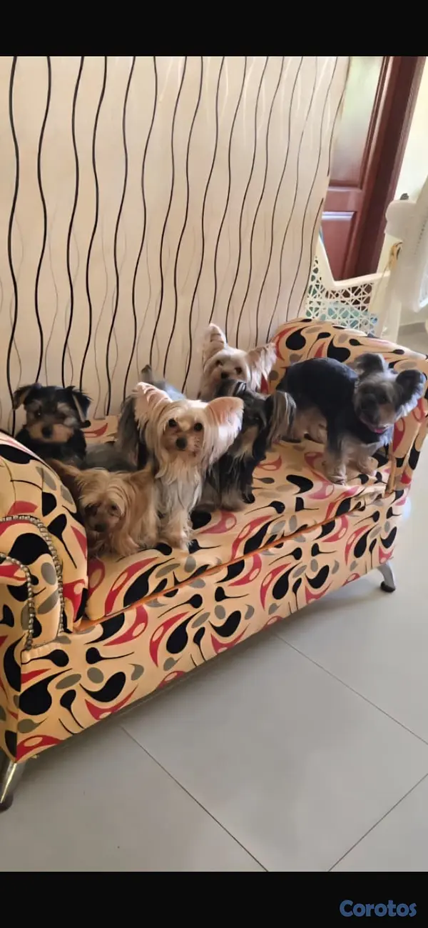 animales y mascotas - Yorkie  2
