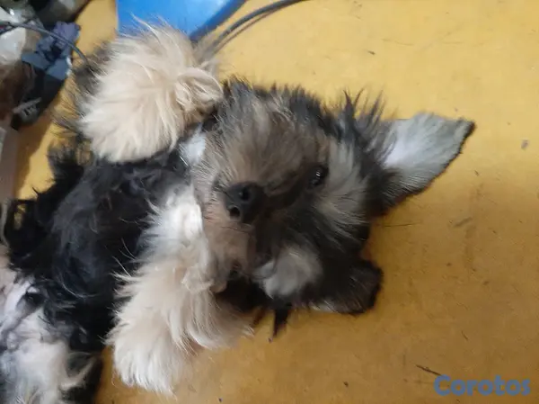 animales y mascotas - Cachorro Yorkie 9