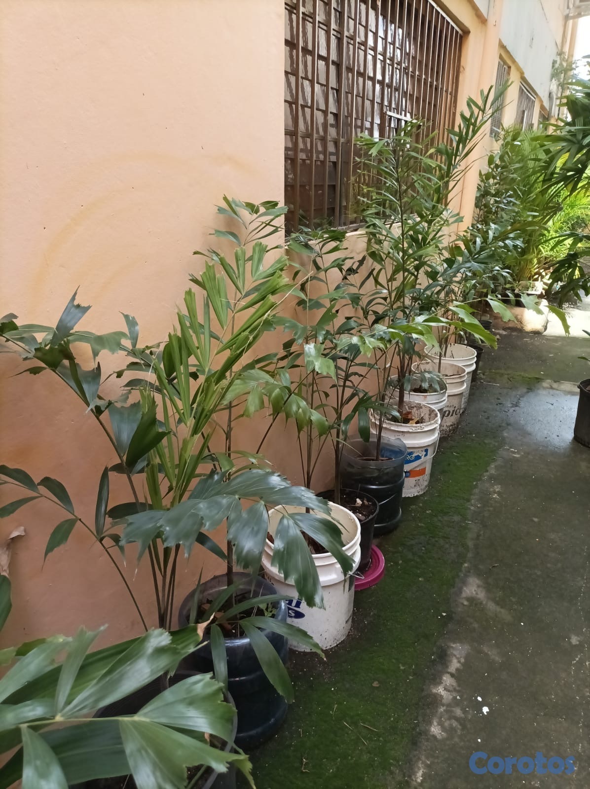 herramientas, jardines y exterior - Hermosas plantas naturales de exterior e interior  1