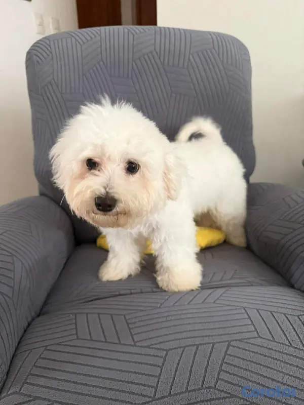 animales y mascotas - martipoo Macho 6 meses  2