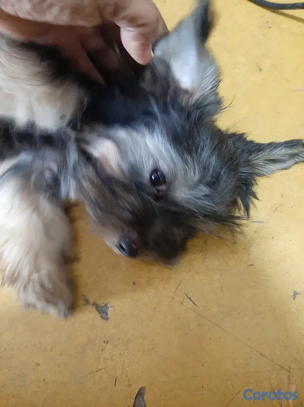 animales y mascotas - Cachorro Yorkie 11
