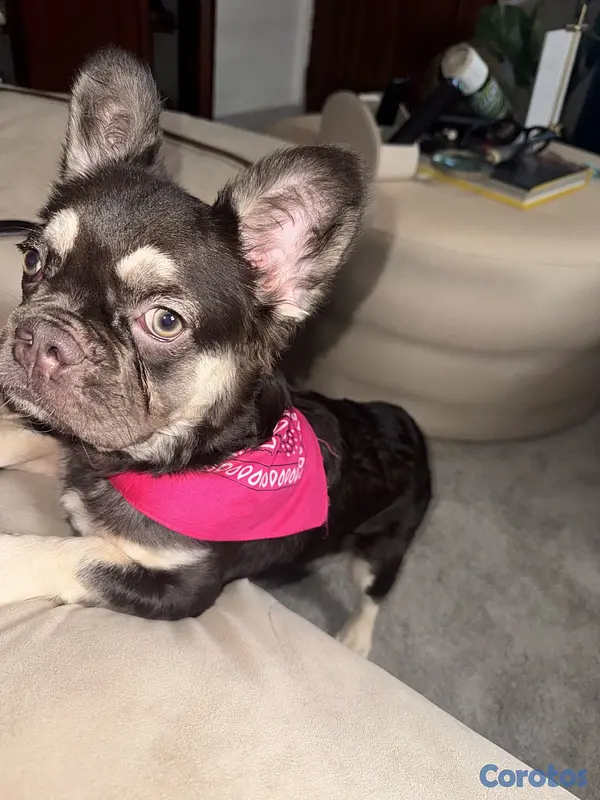animales y mascotas - Bulldog Francés Fluffy Hembra  2