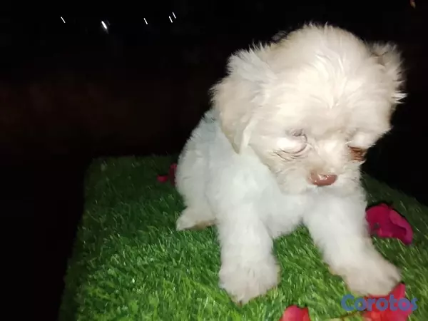 animales y mascotas - Shipoo Disponibles  9