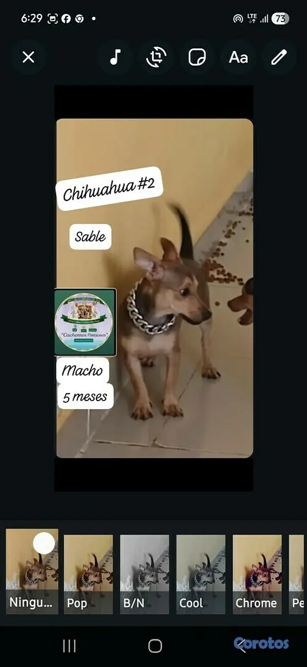 animales y mascotas - Chihuahua #1 y #2 3