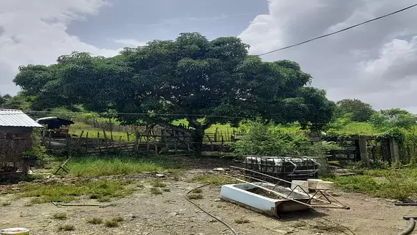 casas - VENDO Finca en Villa Mella + Casa 250 m2 6