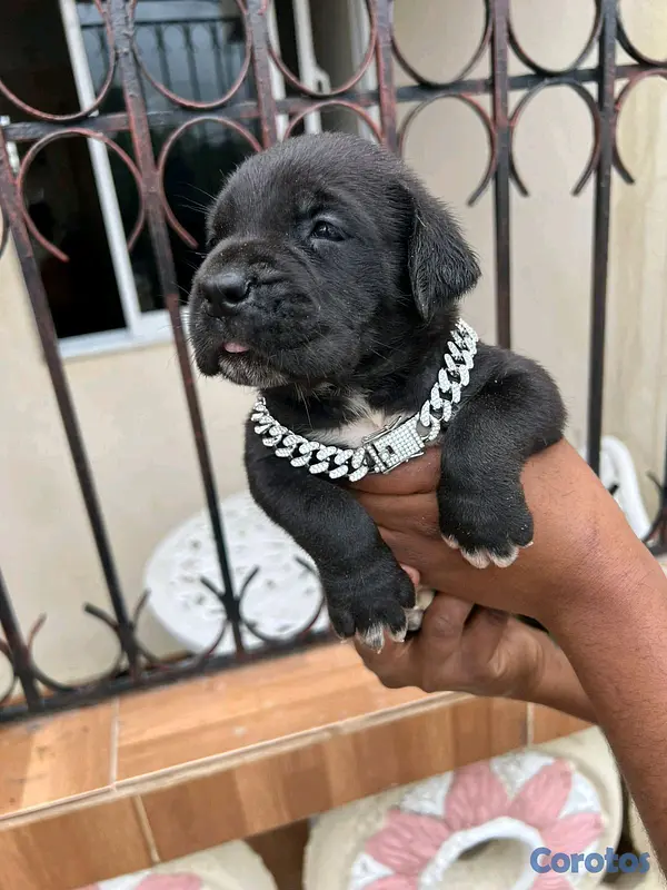 animales y mascotas - cane corso  2