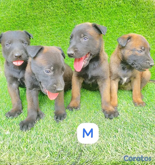 animales y mascotas - pastor belga malinor  6