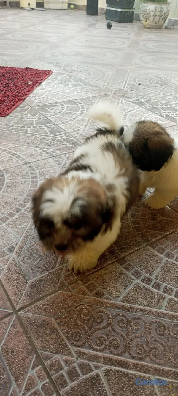 animales y mascotas - Cachorros de Shipoo 4