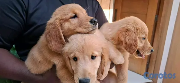 animales y mascotas - hermosos cachorritos de golden retrievee  3