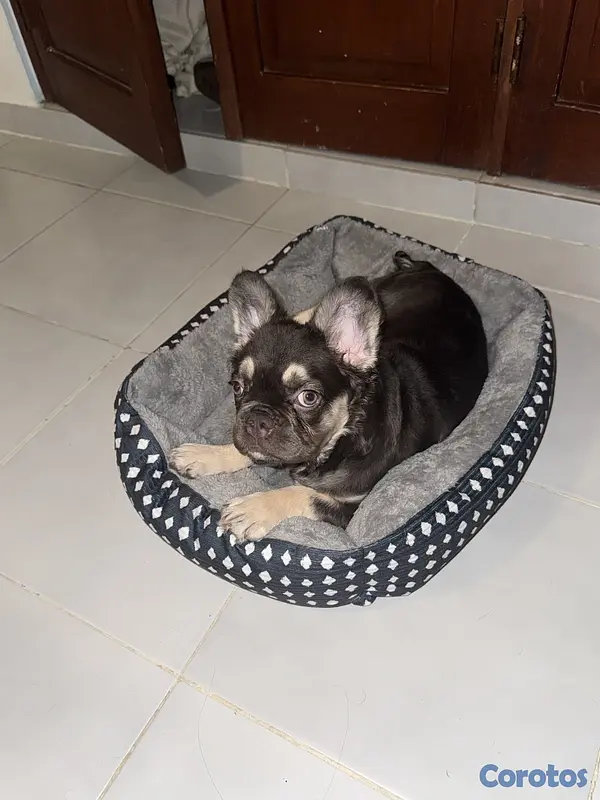 animales y mascotas - Bulldog Francés Fluffy Hembra  3