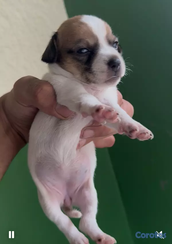 animales y mascotas - Cachorro Chihuaha 2