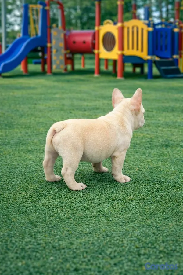 animales y mascotas - hermosa cachorrita Buldog frances hembra  4