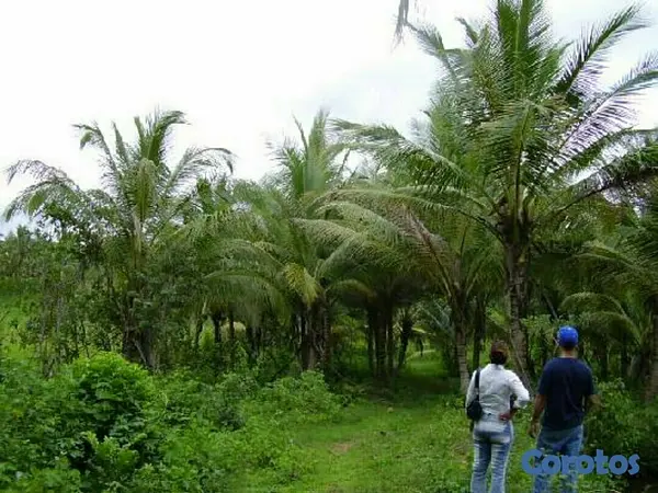 solares y terrenos -  FINCA COQUERA Y OTROS FRUTALES EN LA CIRCUNVALACION SANTO DOMINGO NORTE 1
