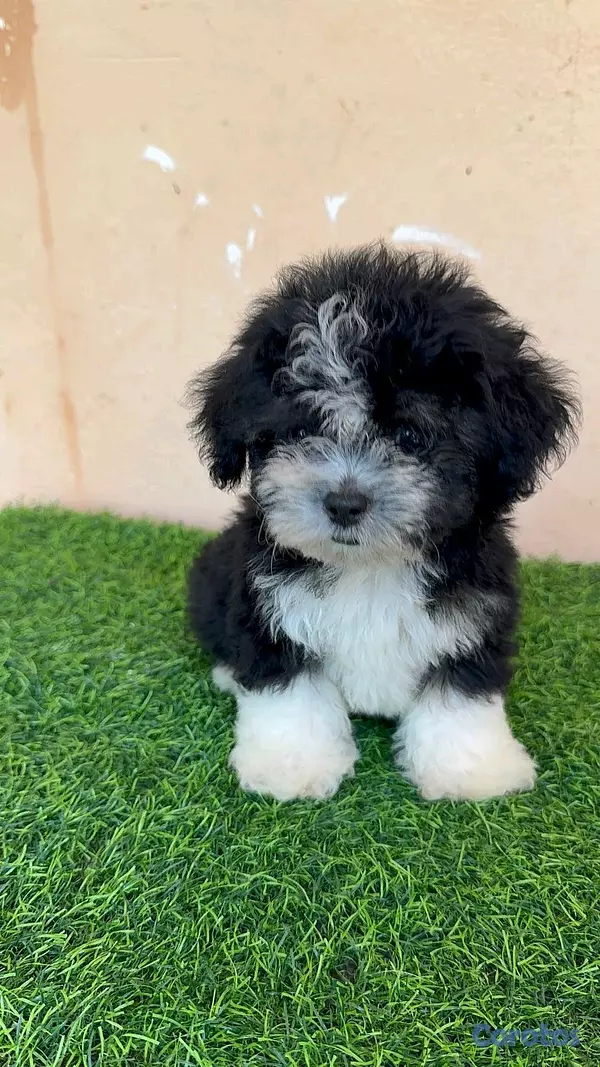 animales y mascotas - hermosos cachorritos de shipoo toy 2
