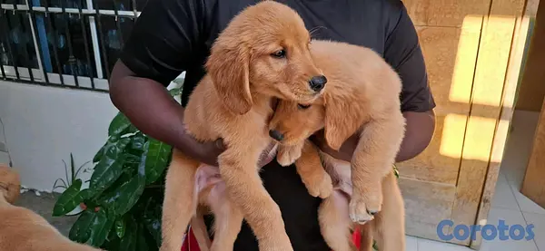 animales y mascotas - hermosos cachorritos de golden retrievee  4