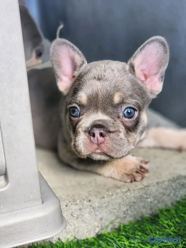 animales y mascotas - hermosos cachorritos buldog frances  7
