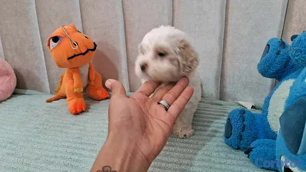 animales y mascotas - Hermosos cachorritos de maltipo mini 2