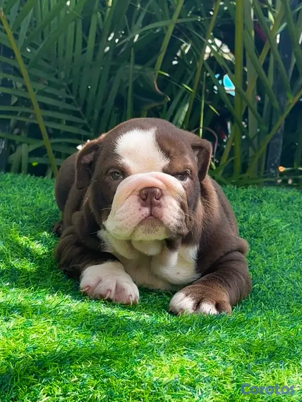 animales y mascotas - bulldog inglés  4