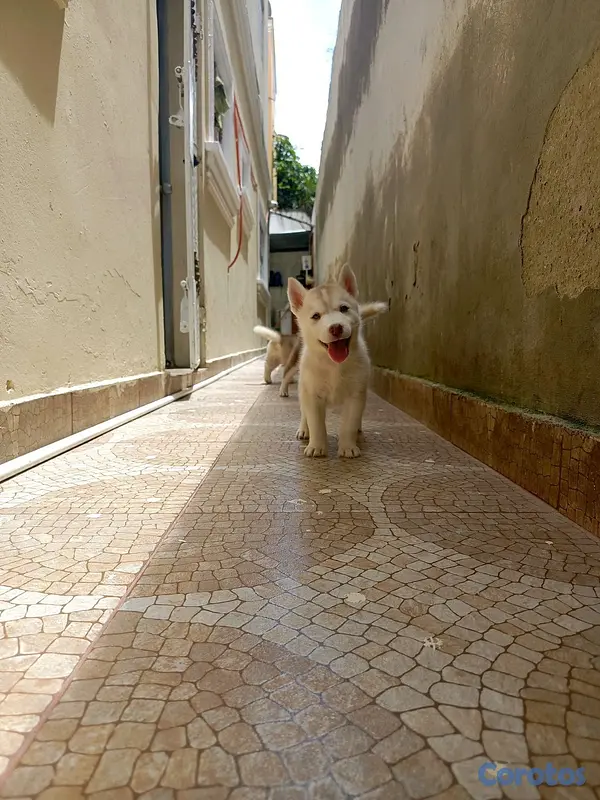 animales y mascotas - husky Siberiano  10