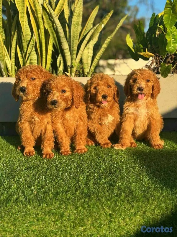 animales y mascotas - hermosos Cachorros goldendoodle 2