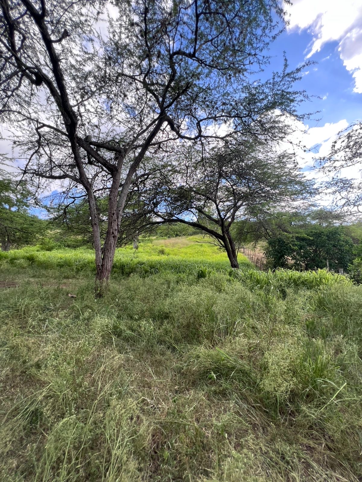 solares y terrenos - finca en Sajoma San José de las matas 