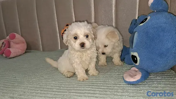 animales y mascotas - Hermosos cachorritos de maltipo mini 4