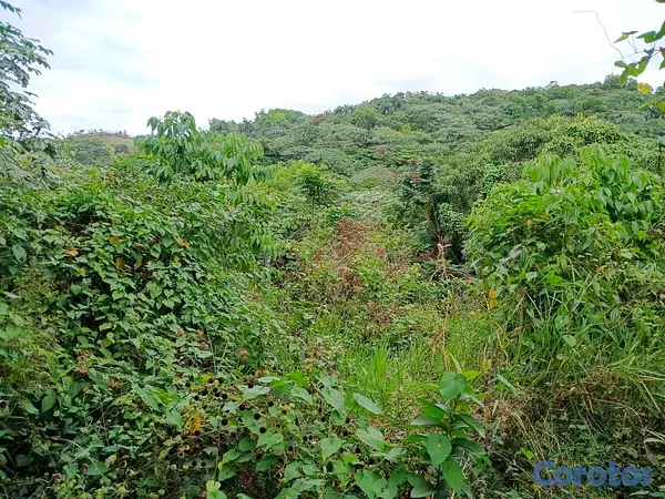 solares y terrenos - finca de 120 tareas con vocación agrícola en Monte Plata  5
