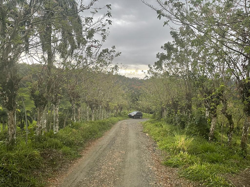 solares y terrenos - Finca de 4075 tareas en Cibao de Cacao  1