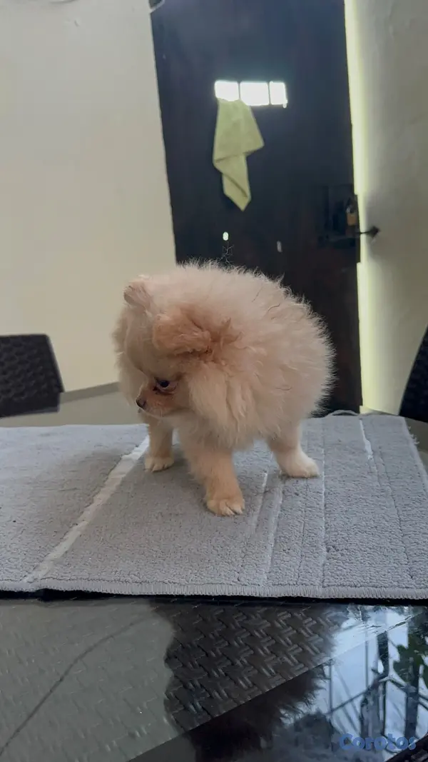 animales y mascotas - Pomeranian machos  2