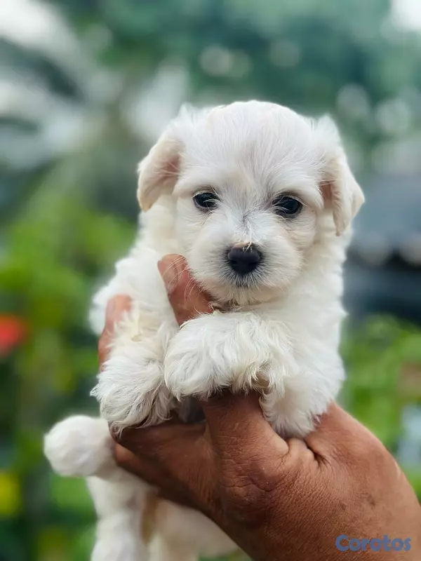 animales y mascotas - variedad de cachorro  15
