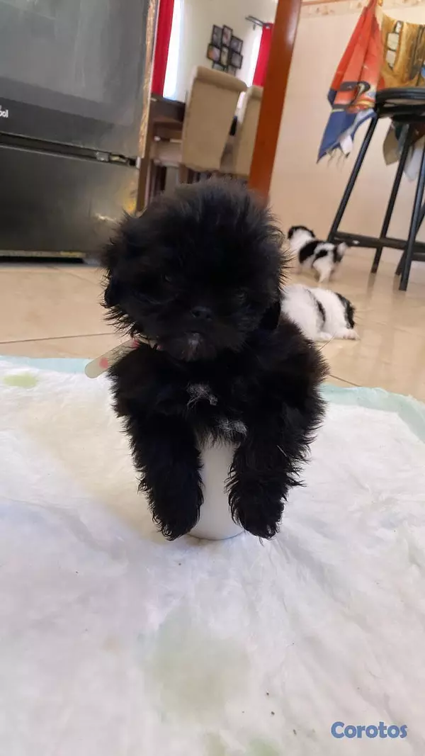 animales y mascotas - Cachorro Shih Tzu mini hembra , padres presentes  7