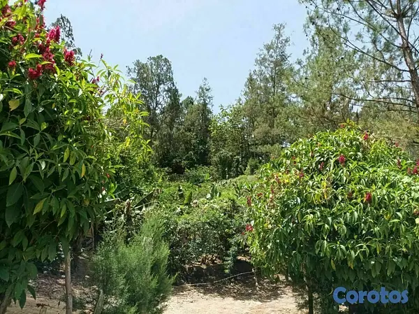solares y terrenos - Terreno para proyecto ecoturistico en jarabacoa 7
