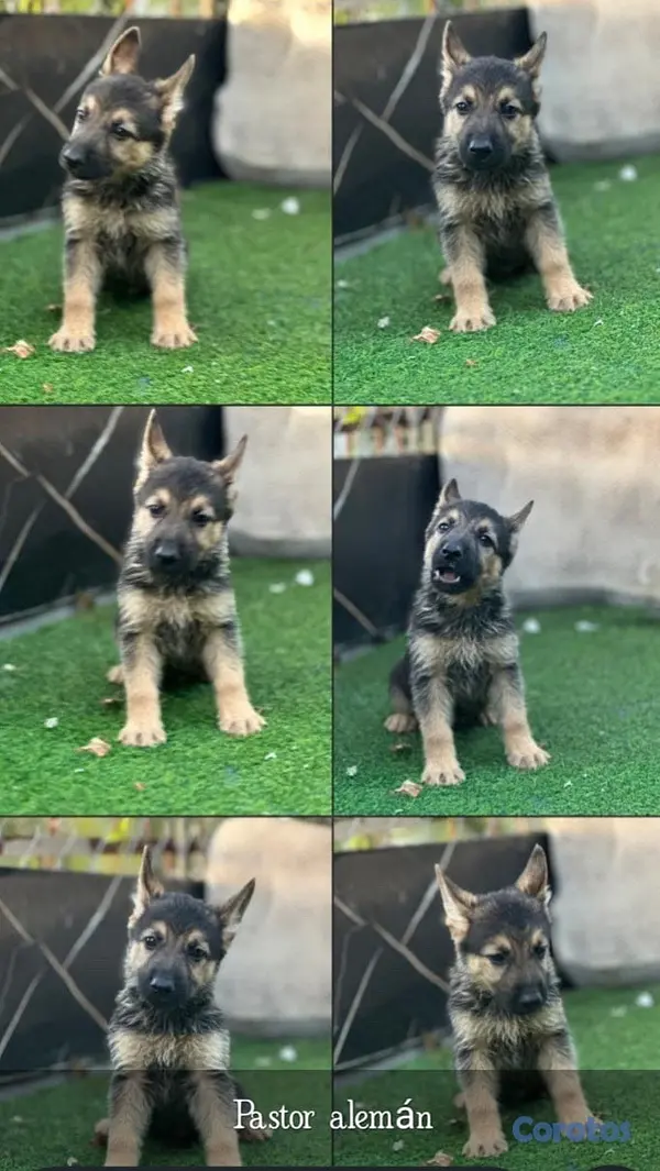 animales y mascotas - cachorros disponibles  2