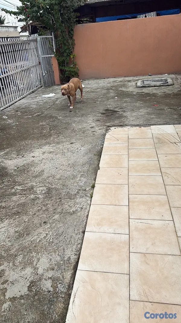 animales y mascotas - pitbull en adopción macho 2