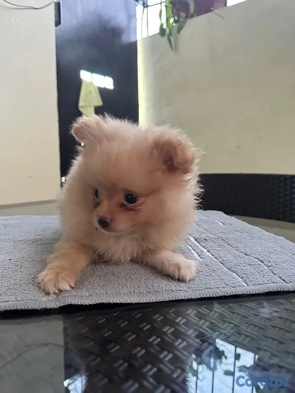 animales y mascotas - Pomeranian machos  3
