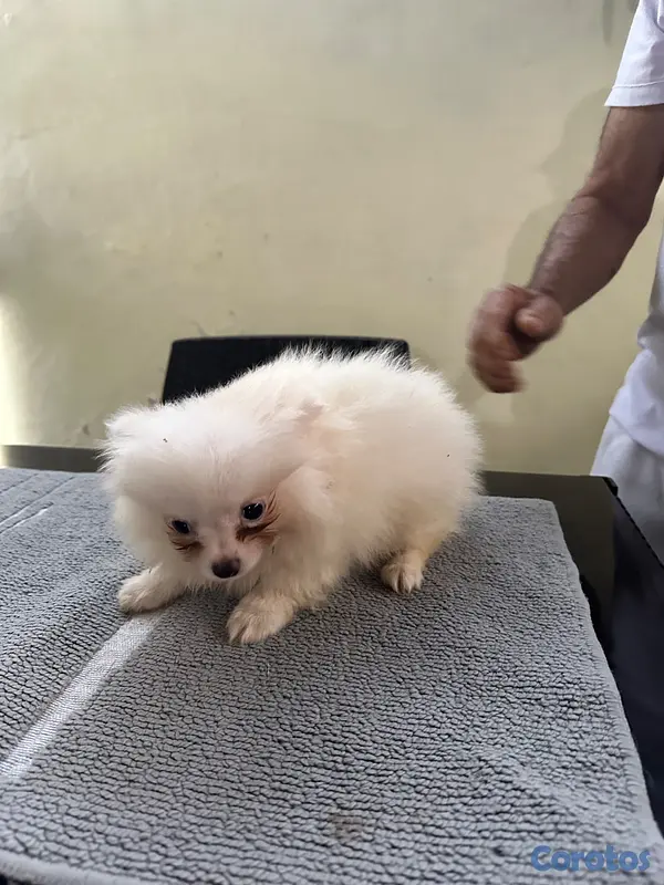 animales y mascotas - Pomeranian machos  8