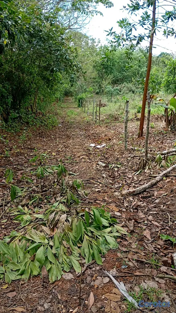 solares y terrenos - finca de 376 tareasen sabana grande de boya  3