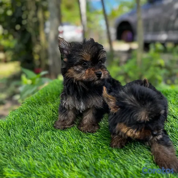 animales y mascotas - Yorkie mini 3
