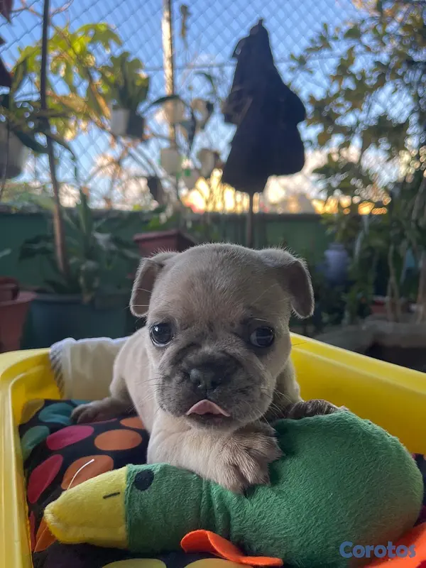 animales y mascotas - 🐾🦴perros bulldog francés, de dos meses🐾🦴 4