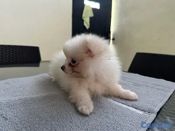 animales y mascotas - Pomeranian machos  5