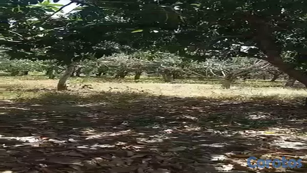 solares y terrenos - Venta terreno en Bani- Provincia Peravia Rep.Dom 4