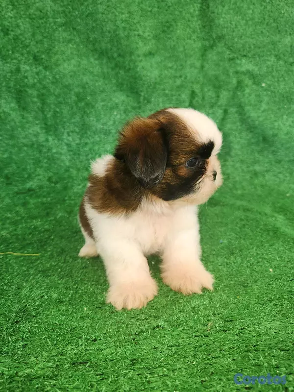 animales y mascotas - hermosos cachorritos shitzu toy  2