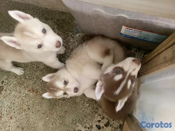 animales y mascotas - husky Siberiano  14