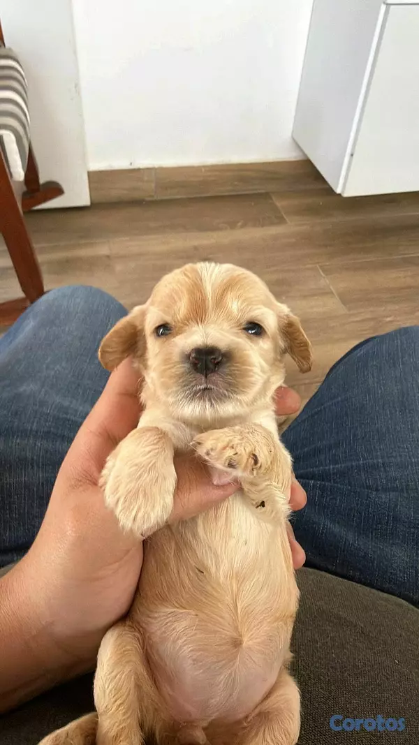 animales y mascotas - hermosos cachorritos cocker  2