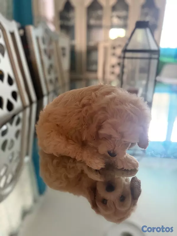 animales y mascotas - Vendo Cocker Spaniels 14