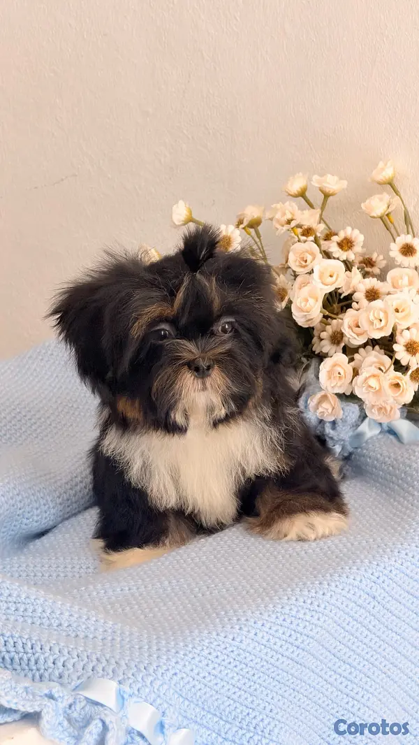 animales y mascotas - Shihtzu Macho  6