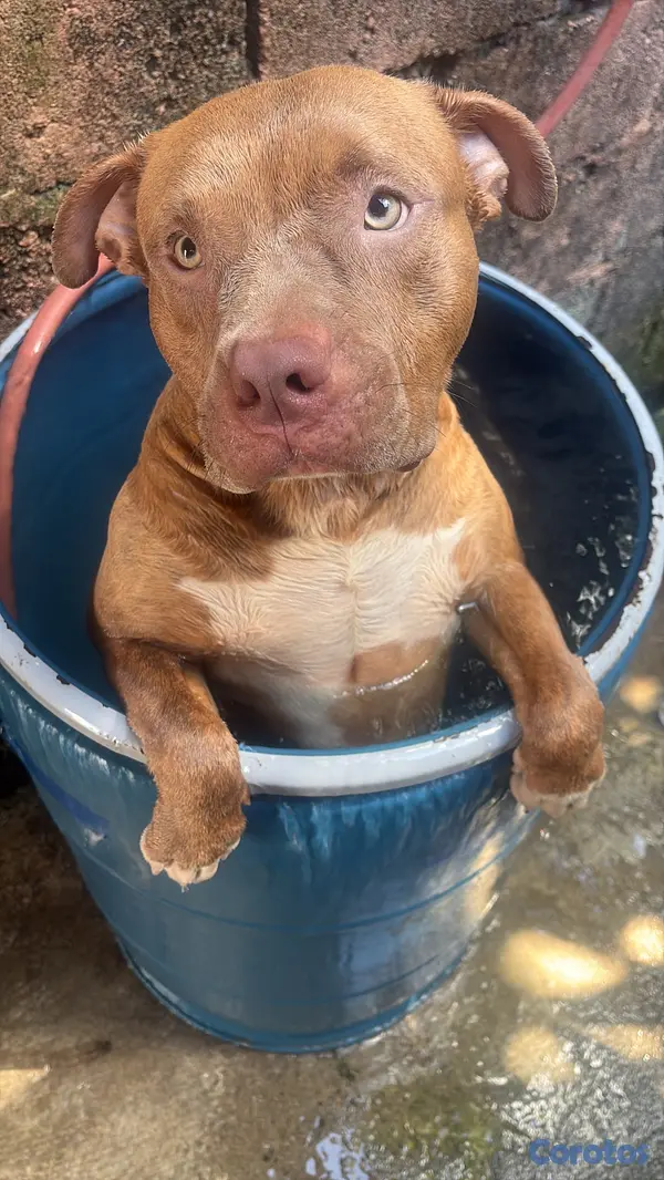 animales y mascotas - pitbull en adopción macho 3