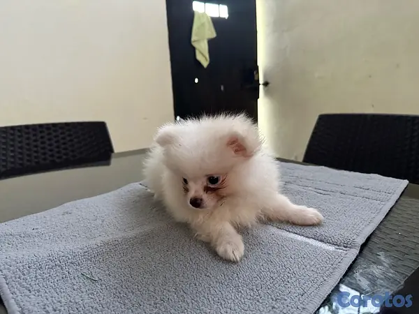animales y mascotas - Pomeranian machos  6