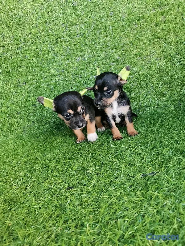 animales y mascotas - hermosos cachorritos de Chihuahua  5