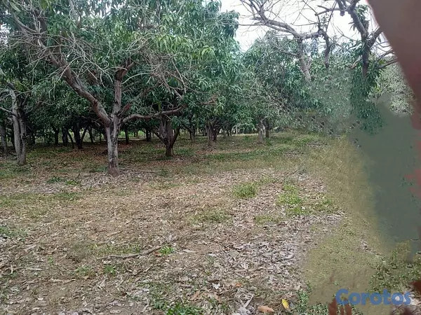 solares y terrenos - Venta terreno en Bani- Provincia Peravia Rep.Dom 5